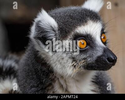 primo piano lemure cerato volto guardando Foto Stock