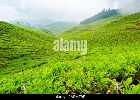 Vista panoramica sulla piantagione di tè vicino Munnar in Kerala, India del sud in un giorno coperto Foto Stock