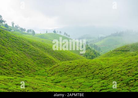 Vista panoramica sulla piantagione di tè vicino Munnar in Kerala, India del sud in un giorno coperto Foto Stock