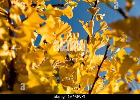 Il ginkgo dorato biloba lascia sui rami dell'albero sotto il sole contro il cielo blu chiaro. Albero giallo in un giardino cinese Foto Stock