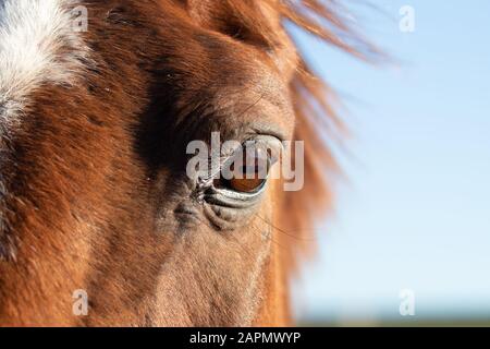 Un occhio ravvicinato dei cavalli contro uno sfondo blu del cielo Foto Stock