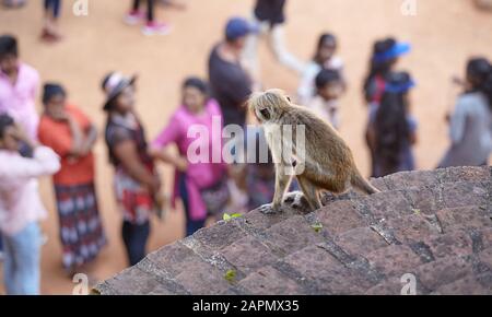 Monkey guarda i turisti in attesa in linea per salire la roccia Sigiriya. Foto Stock