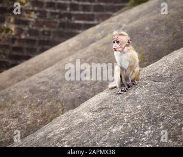 Baby Toque Macaque su una roccia, Sri Lanka. Foto Stock