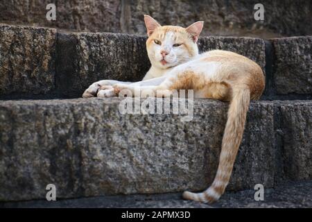 Gatto rosso vagante sdraiato su scale di pietra, fuoco selettivo. Foto Stock