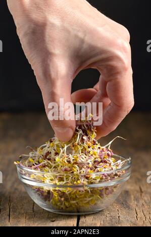 Mano E Pila Di Germogli Di Alfalfa Foto Stock