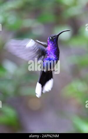 Colpo di closeup verticale di un uccello goffrato di sciabola volante. Foto Stock