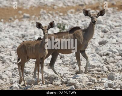 Primo piano di due giovani kudus che si erigano su una roccia bianca massa Foto Stock