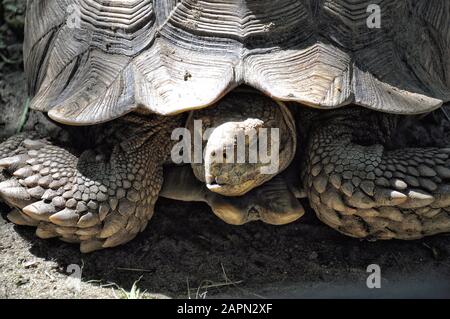 Grande Turtle primo piano sulla terra, protezione degli animali Foto Stock