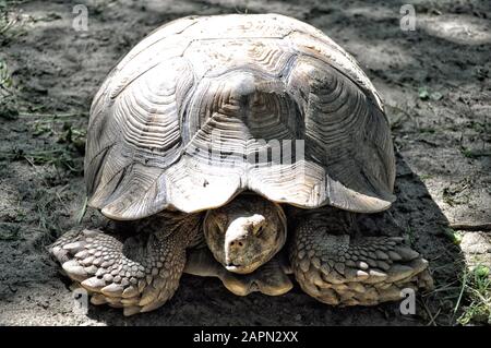 Grande Turtle primo piano sulla terra, protezione degli animali Foto Stock