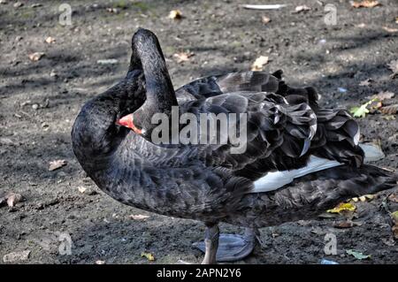 Il cigno nero nascose la testa nell'ala Foto Stock