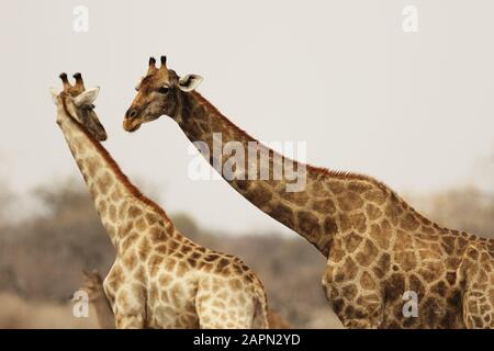 A metà di due giraffe che interagiscono l'una con l'altra Foto Stock