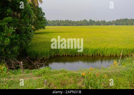 Paesaggio di campo di riso a Kumarakom, kerala, India del sud Foto Stock