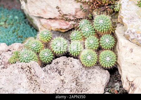 Cactus nelle fessure di pietre, tra le altre piante di sukkulentov. Una piccola profondità di foto di campo. Foto Stock