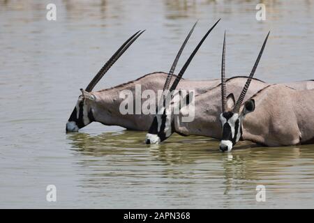 Colpo di primo piano di tre gemsbok che bevono in una buca d'acqua Foto Stock