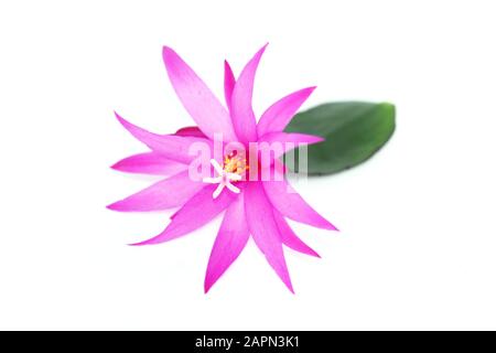 Closeup su rosa Rhippalidopsis fiore cactus con stigma e polline isolato su sfondo bianco Foto Stock