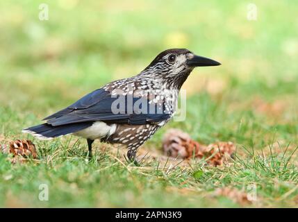 Macchiato Nutcracker in piedi su erba verde Foto Stock