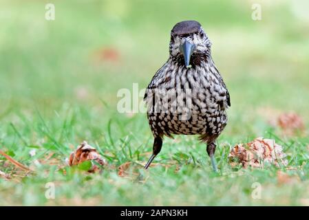 Macchiato Nutcracker in piedi su erba verde Foto Stock