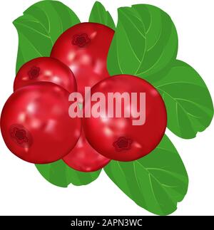 Mirtillo rosso su sfondo bianco isolato. Icona mirtilli rossi selvatici, segno. Lingonbacche selvatiche mature. Mazzo di frutti di bosco freschi e dolci maturi su branch.Vector Illustrazione Vettoriale