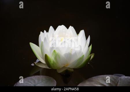 Acqua bianca Lily galleggiante in un laghetto con uno sfondo scuro e artistico. Ninfhaeaceae è una famiglia di piante da fiore, comunemente chiamato giglio d'acqua. Foto Stock
