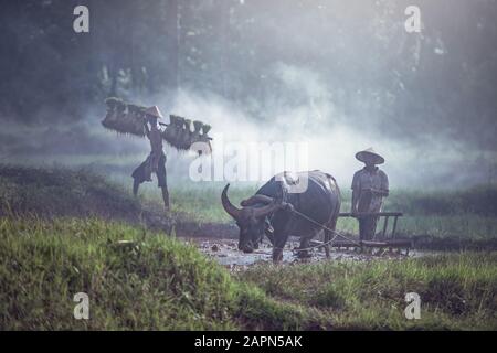 Coltivatore che usa il campo di riso di aratura di bufalo, uomo asiatico che usa il bufalo per arare per pianta di riso nella stagione piovosa, Campagna rurale della Thailandia Foto Stock