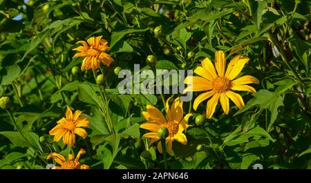 Fiore messicano di girasole in autunno a Dalat Highland, Vietnam. Foto Stock