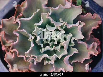 Piante succulente in giardino botanico a Dalat Highland, Vietnam. Foto Stock