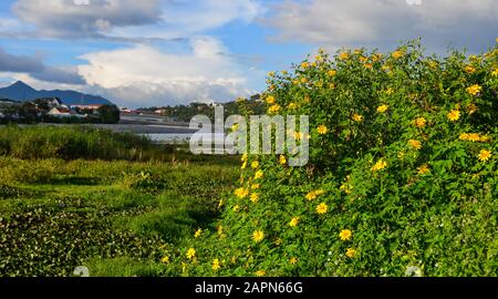 Fiore messicano di girasole in autunno a Dalat Highland, Vietnam. Foto Stock