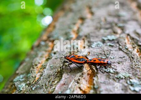 Fuoco selettivo di due coccinelle rosse su un legno trunk Foto Stock