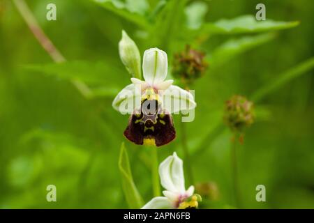 Colpo di closeup del fiore di orchidea bumblebee con un blurred sfondo naturale Foto Stock