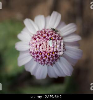 Fiore bianco e viola, osteospermum jucundum, in una giornata invernale di sole a Minorca, Spagna Foto Stock