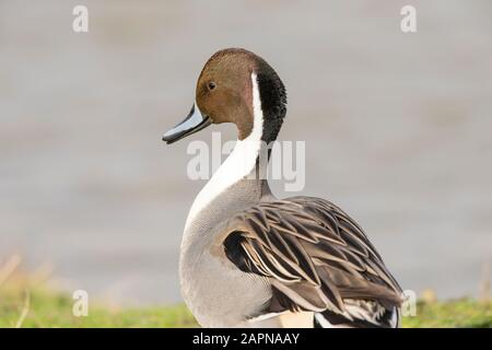 Vista posteriore primo piano di anatra selvatica del nord del Regno Unito pintail (Anas acuta) isolato all'aperto dall'acqua. Pintail drake da dietro, in piedi sull'erba. Anatre del Regno Unito. Foto Stock