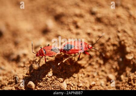Accoppiamento bug coloratore cotone Foto Stock