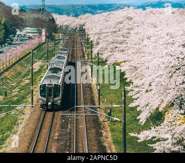 Miyagi, Giappone - 14 Aprile 2019. Vista panoramica del treno Tohoku con piena fioritura di sakura. L'atto di hanami (fiore di ciliegio) è una tradizione antica che Foto Stock