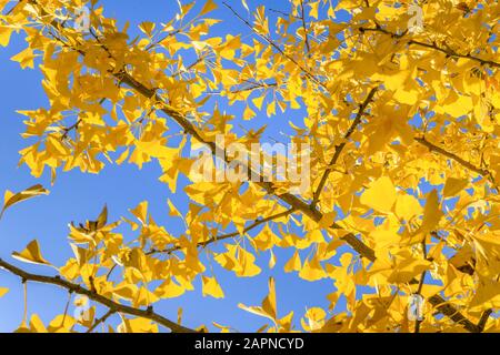 Ginkgo biloba in autunno, Arboretum National des Barres, Francia Foto Stock