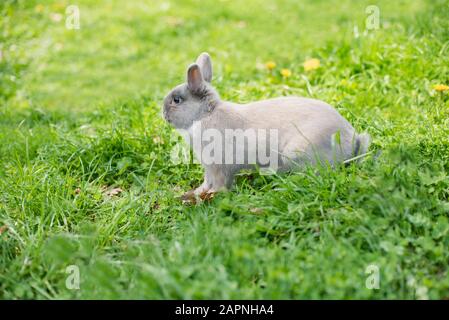 Poco divertente coniglio nano. Coniglietto di pasqua su uno sfondo verde. Spazio di copia Foto Stock