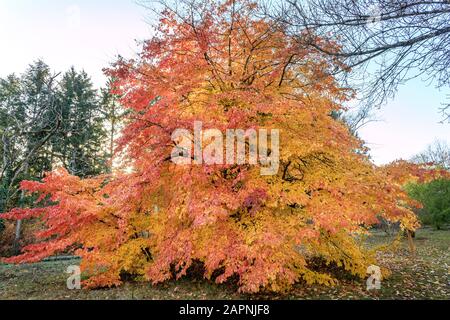 Parrotia persica, ironwood persiano in autunno, Arboretum National des Barres Foto Stock