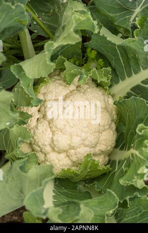 Primo piano di Cauliflower teste di piante, Cauliflower, crescendo in orto. Foto Stock