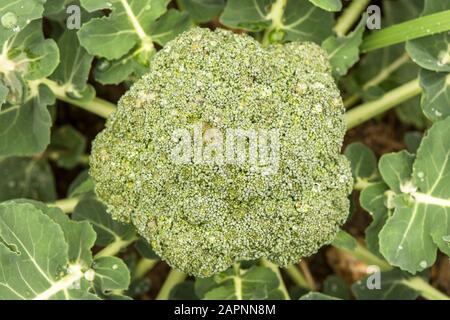 Primo piano di Testa di broccoli coltivati Organici in orto. Foto Stock