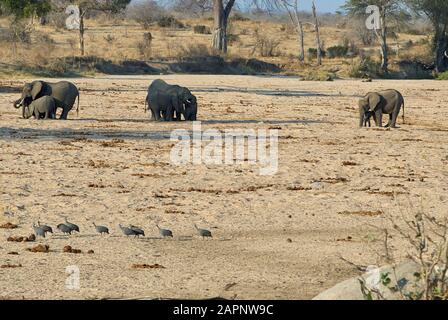 Un gruppo di elefoni in cerca di acqua in un letto di fiume asciutto Foto Stock