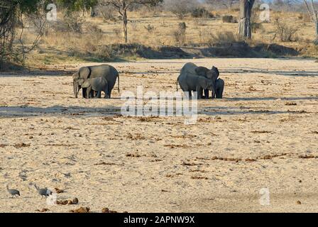 Un gruppo di elefoni in cerca di acqua in un letto di fiume asciutto Foto Stock