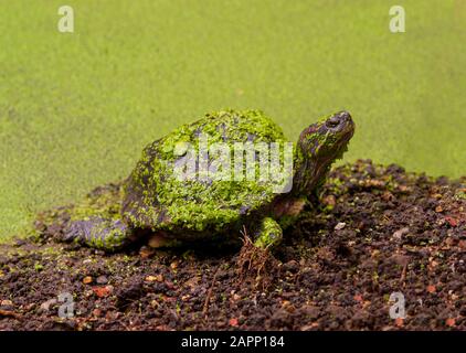 Tartaruga che esce dallo stagno coperto di erba verde dello stagno Foto Stock