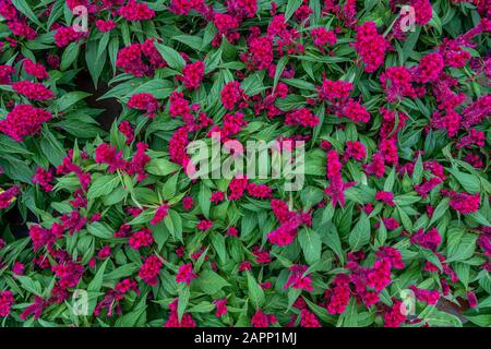 Fiori di Azaleas,arbusti fioriti nel genere Rhododendronhey e fanno parte della famiglia Ericaceae Foto Stock