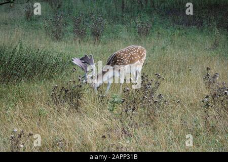 Un cervo selvatico macchiato che pascolano in una radura in Ashton Court Estate, Bristol Foto Stock