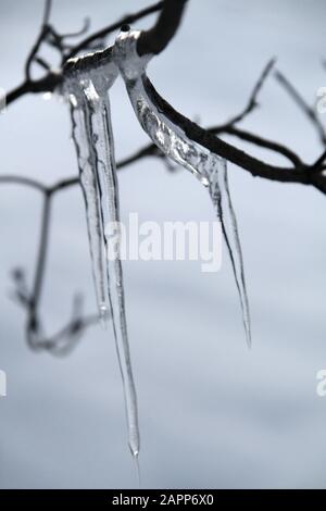 Ghiaccioli appesi da rami di albero Foto Stock