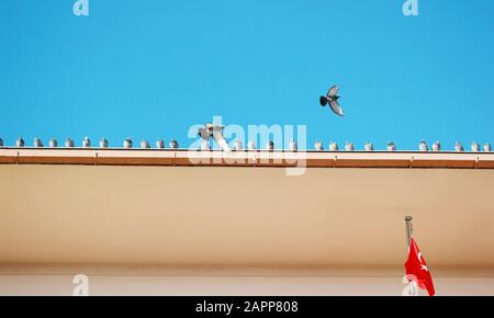 I piccioni sul tetto e bandiera turca Foto Stock