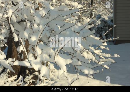 Neve fresca sugli alberi dopo la tempesta Foto Stock