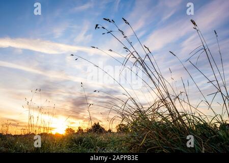Paesaggio dell'alba. Alba su un campo in campagna vista da un angolo basso con erba che sorge contro il cielo. Nottinghamshire, Inghilterra, Regno Unito Foto Stock