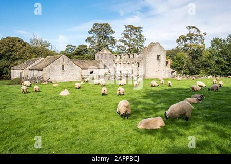Pecore che pascolano in autunno su un campo vicino a vecchi edifici, Castleton, Derbyshire, Inghilterra, Regno Unito Foto Stock