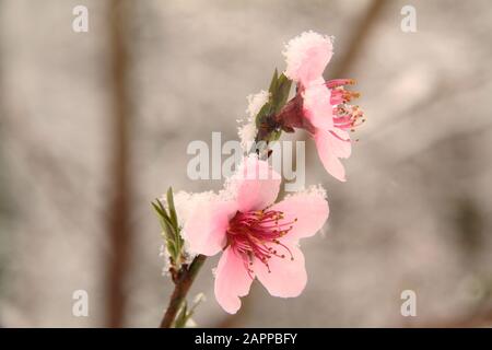 Neve fresca su un ciliegio In fiore Pianto Foto Stock