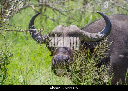 Primo piano ritratto di un bufalo africano al pascolo su erba fresca stocchi nel Parco Nazionale Kruger in Sudafrica immagine in formato orizzontale Foto Stock